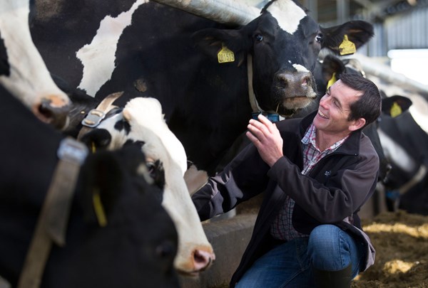 William Baillie with cows